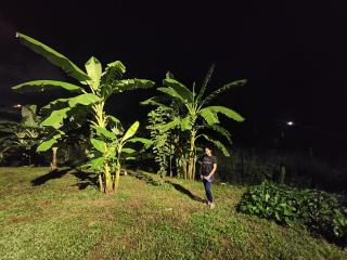 Rustic Bamboo Forest Villa - 1