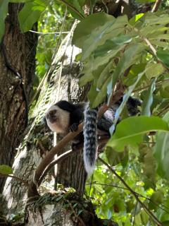 Vila Hashigute - Hostel Feminino e Chalés privativos com Piscina - 5