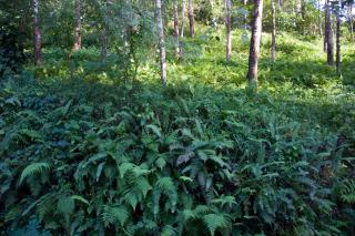 The Forest villa - 6