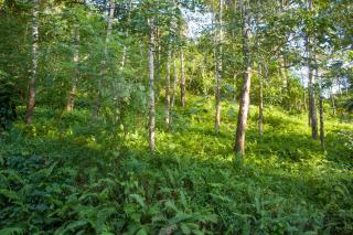 The Forest villa - 5