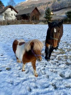 Apartment Schlickenhof - 7