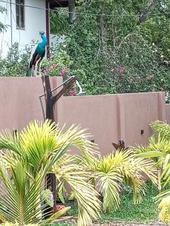 Ceylan Breeze Beach Resort - 9