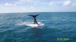 Mini Recanto da Rosalina - 8