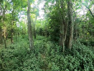 Cabaña Natural Del Bosque - 2