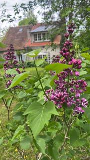 Le clos des Lilas - 4