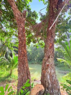 Moon Jungle Bungalows - 1
