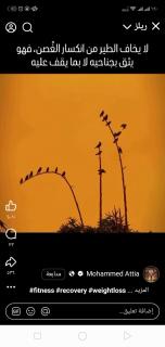 Alex Golden Stay - 2