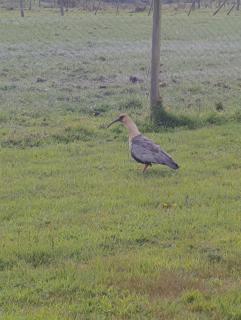 Espacio zen puerto varas - 5