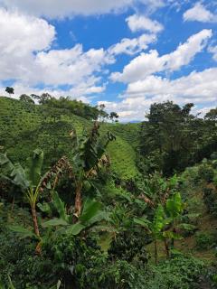 Filindia, Maison spacieuse avec vue sur plantations de café - 2