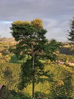 Filindia, Maison spacieuse avec vue sur plantations de café - 9