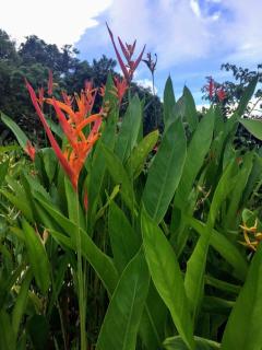 Le Corossol, joli T3 a 400m de la plage - 2