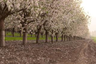 The corner in Sde Ilan - 7