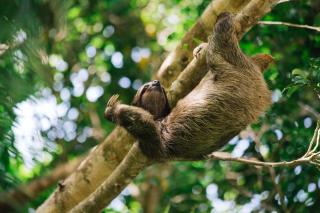 Red Frog Beach Island Resort - 3