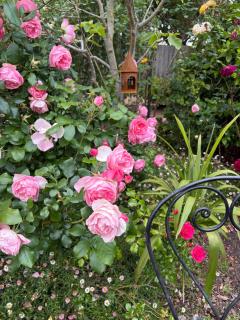 Rosehaven on Rosebud - Rosebud - 1