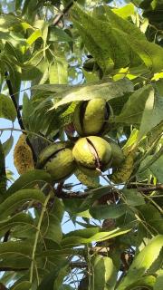 בית העץ של מירה - 8