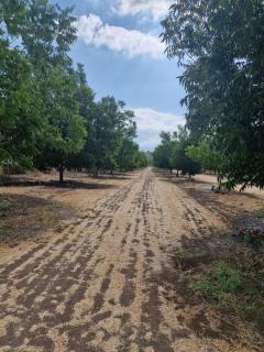 בית העץ של מירה - 7