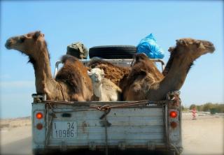 Amazigh Wave Lodge Imsouane - 5
