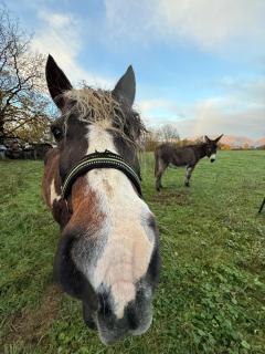 Y Hôtes - La Roulotte de la Lierre - 3