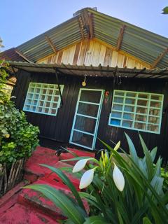 Flor de la selva - 0