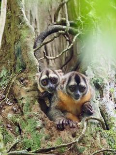 Flor de la selva - 9