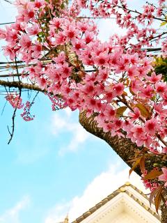 Căn hộ riêng tầng cao câp Lâu Đài Nhỏ Đà Lạt Little Castle Dalat - 6