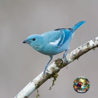 capybara tours and lodge - 5