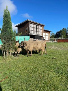 TinyHouse Box Lican Ray - 5