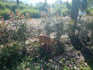 Granja Ecoturistica Altos de Santa Cecilia - 3