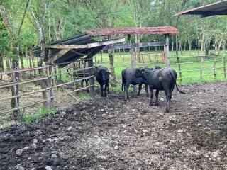 Hostel Guacimo Workaway and Workpackers - 1