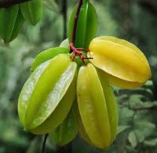 Moksha Farm Stay - 7