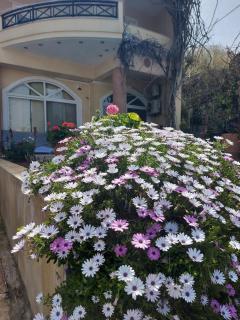 Lenico Beachfront Suites - 8