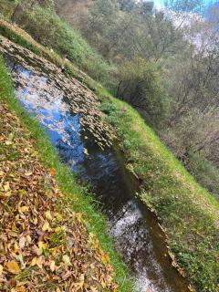 Тиша лісу - 5