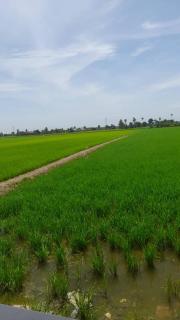 Fauziah Sungai Besar Homestay - 8