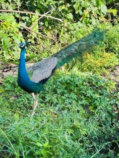 Villa Ocean Whisper - 3