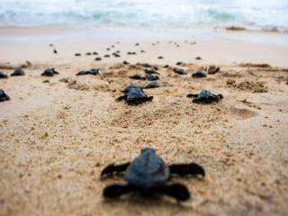 Calm Villa Ahangama - 4