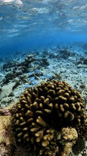 Sosun View Private Villa - Thoddoo - 8