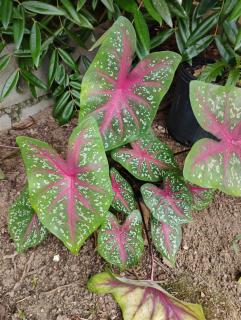 Casa Cores da Mata - 8