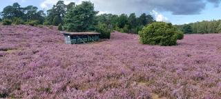 Casa-Flores, um"Schwarzes Gold" zu erkunden - Bad Fallingbostel - 1