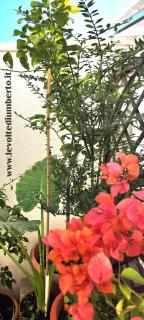 Le volte di Umberto - 9