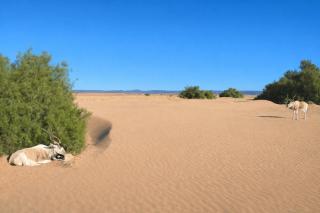 Chegaga Starlight Camp - Mhamid Desert Haven - 3