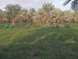 استراحة الباشا albash farm stay - 7