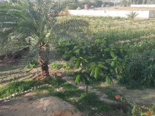 استراحة الباشا albash farm stay - 9