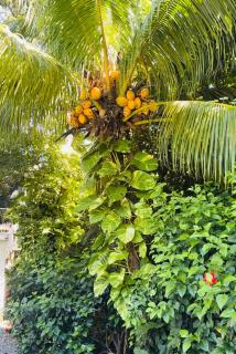 Villa Casa Familia with private pool - 5 min walk to West Bay beach - 5