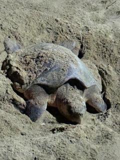 Kattegat Beachfront Villa - El Nido - 7