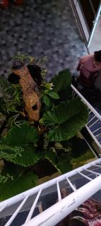 Guest House Djumah Damai - 5