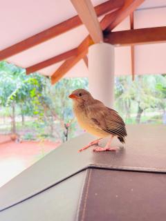 Chamikara Homestay - 5