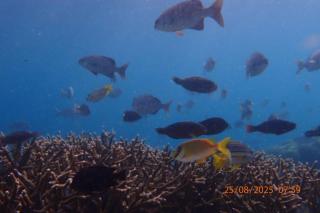 Batanta Paradise Homestay - 6