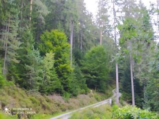 Tiny Flat Baiersbronn - 2