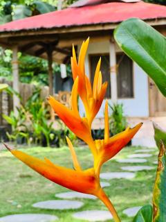 AA Jungle Guesthouse Deluxe - 8