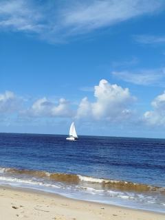 Campo das Margaridas Santo Andre - 8